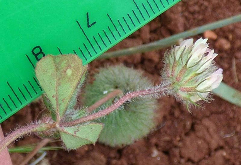 Round-Head Clover