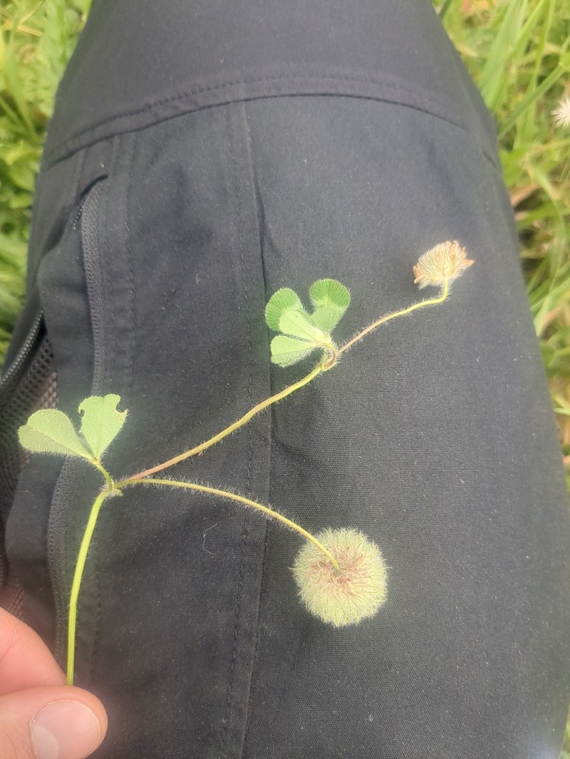 Round-Head Clover photo 2