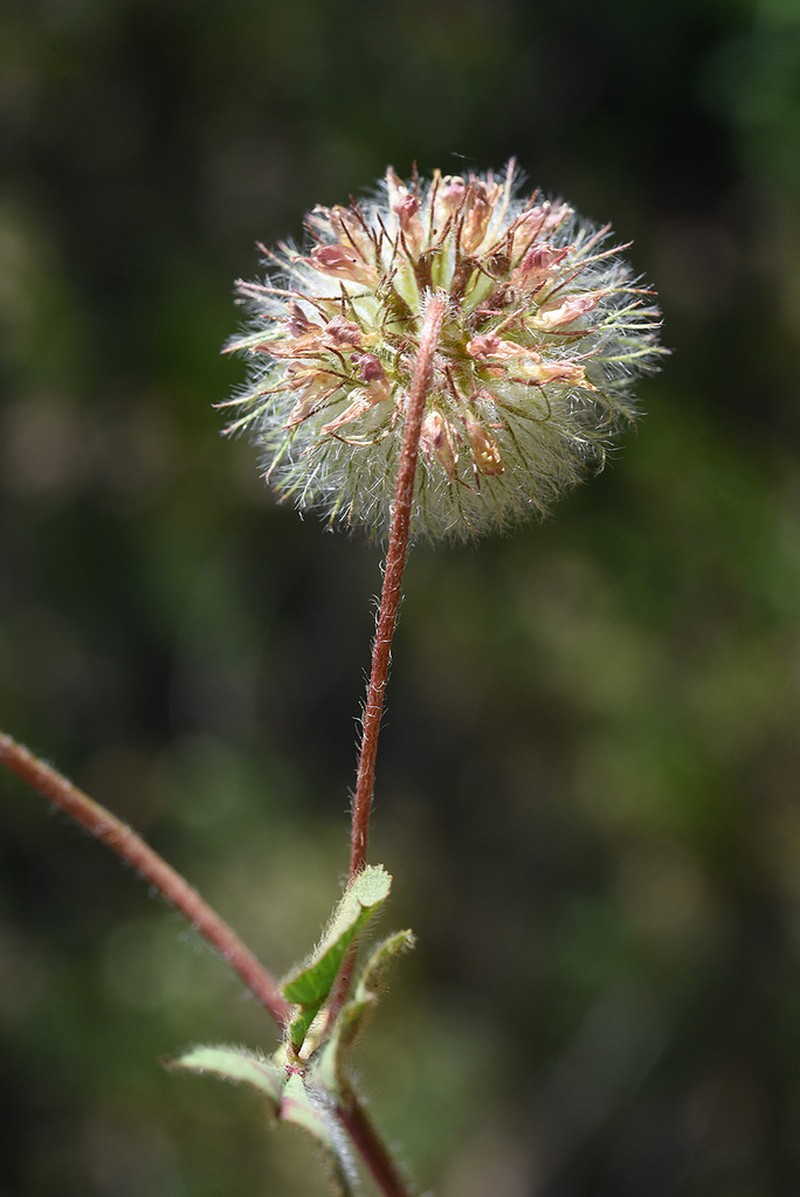 Round-Head Clover photo 4
