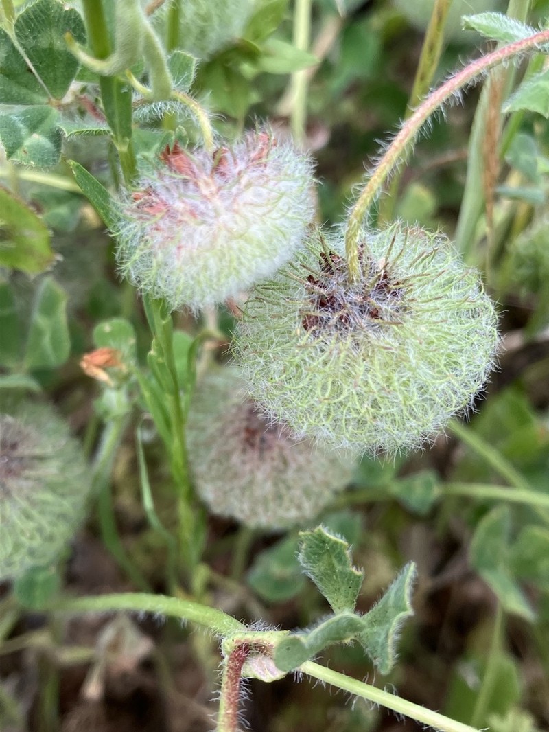 Round-Head Clover photo 5
