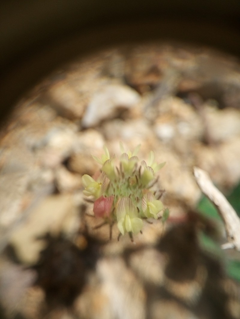 Round-Head Clover photo 6