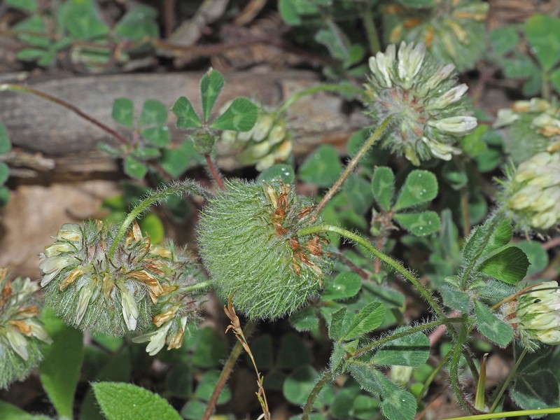 Round-Head Clover photo 7