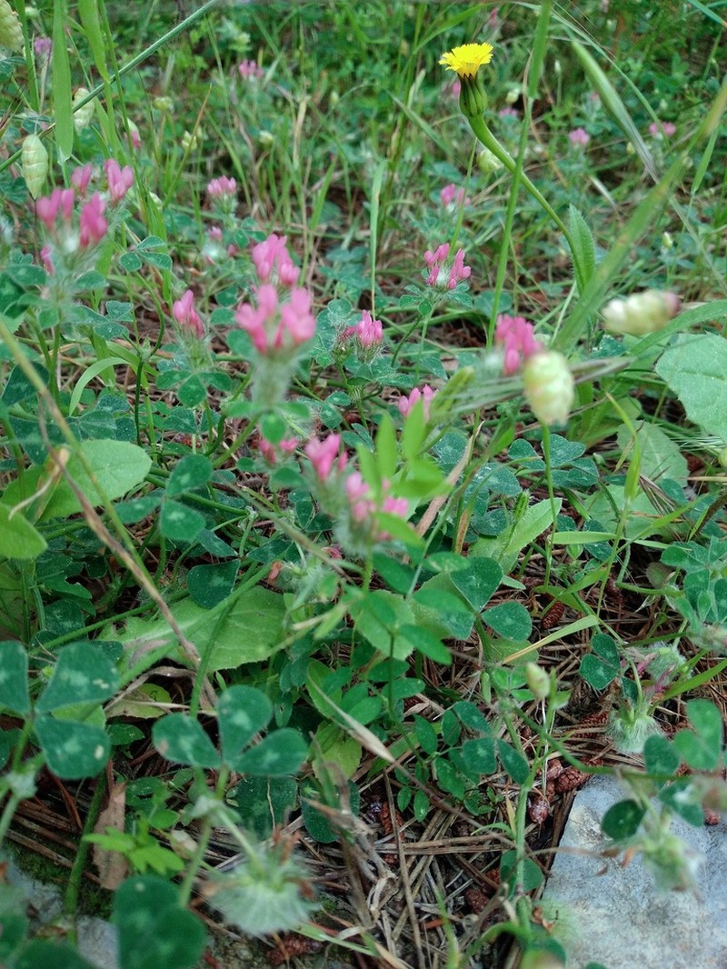Round-Head Clover photo 8