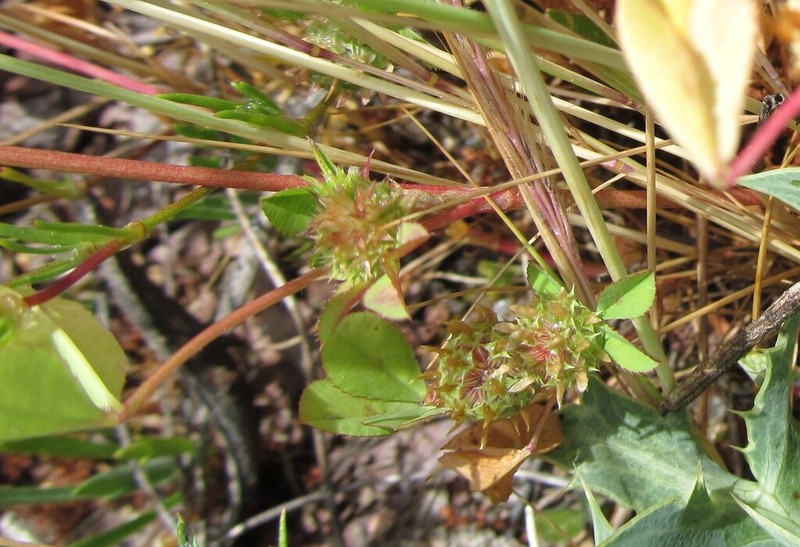 Clustered Clover photo 2