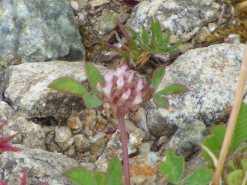 Clustered Clover photo 3
