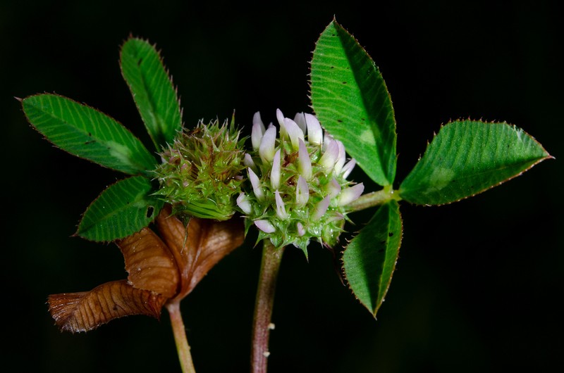 Clustered Clover photo 4