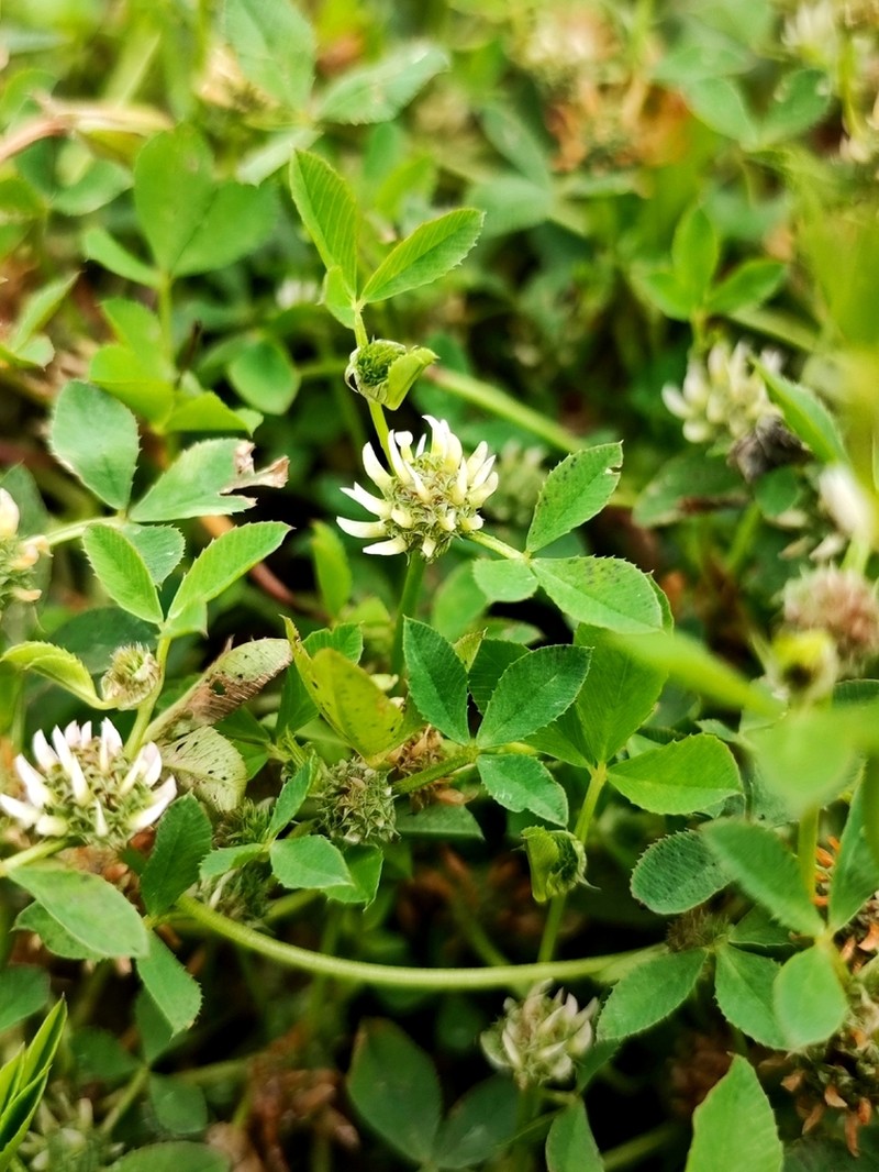 Clustered Clover photo 5