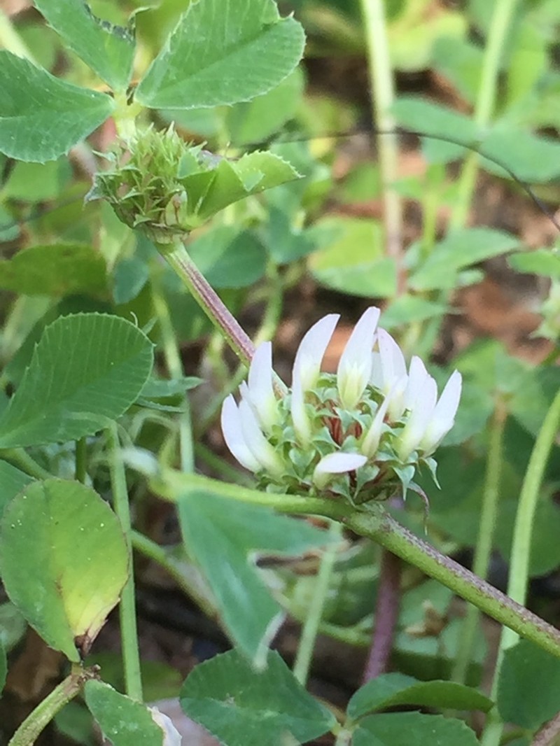 Clustered Clover photo 6
