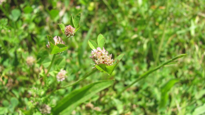 Clustered Clover photo 7