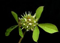 Clustered Clover