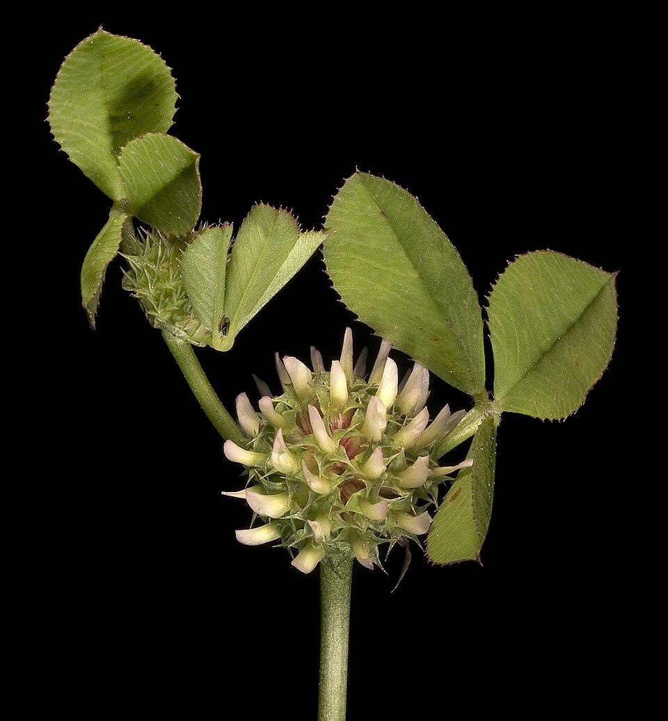 Clustered Clover photo 5
