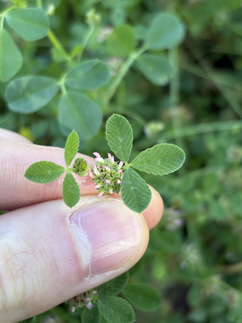Clustered Clover photo 6