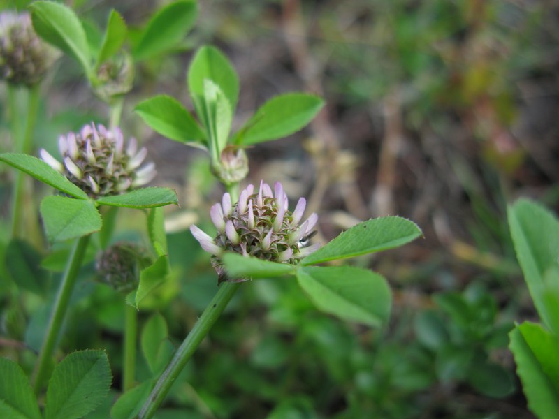 Clustered Clover photo 2
