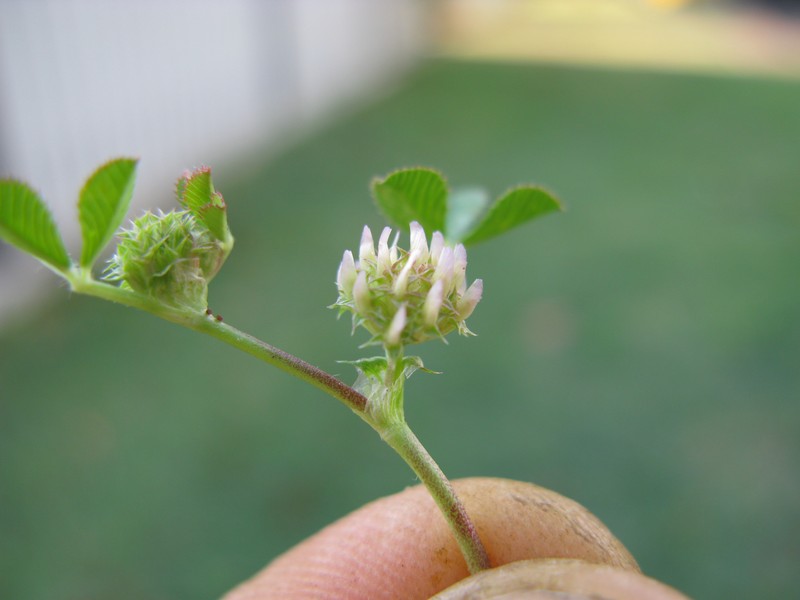 Clustered Clover photo 3