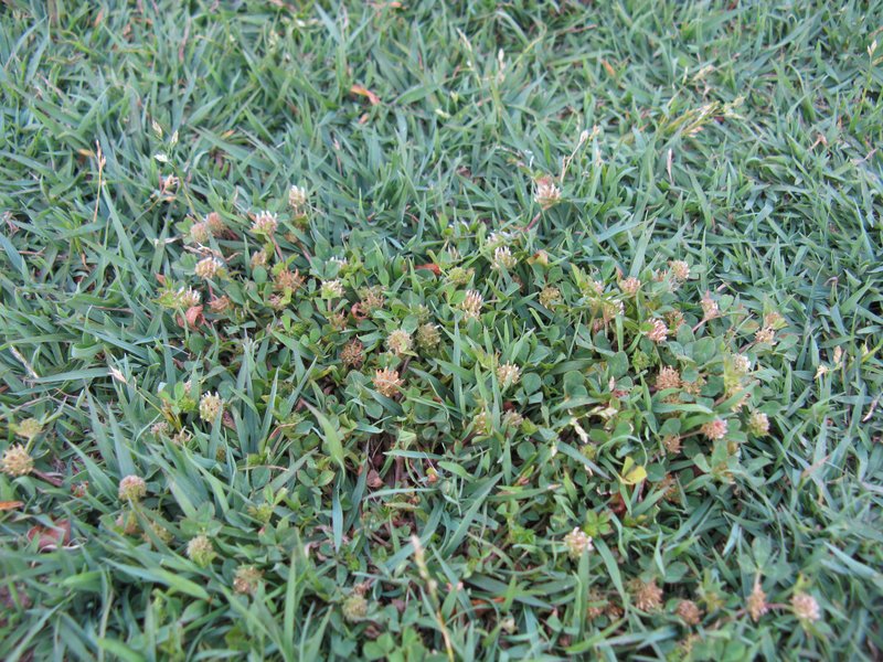 Clustered Clover photo 7