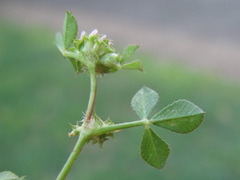 Clustered Clover photo 8
