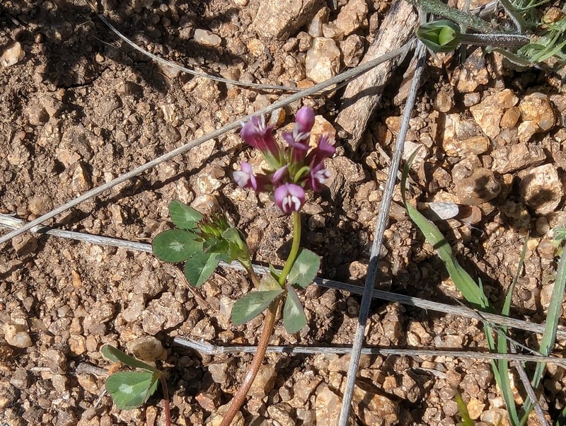Pinpoint Clover photo 2