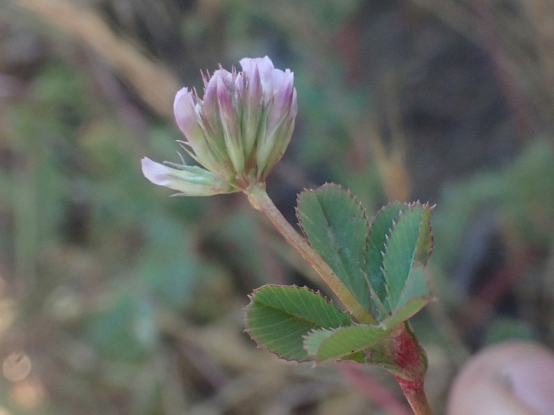 Pinpoint Clover photo 3