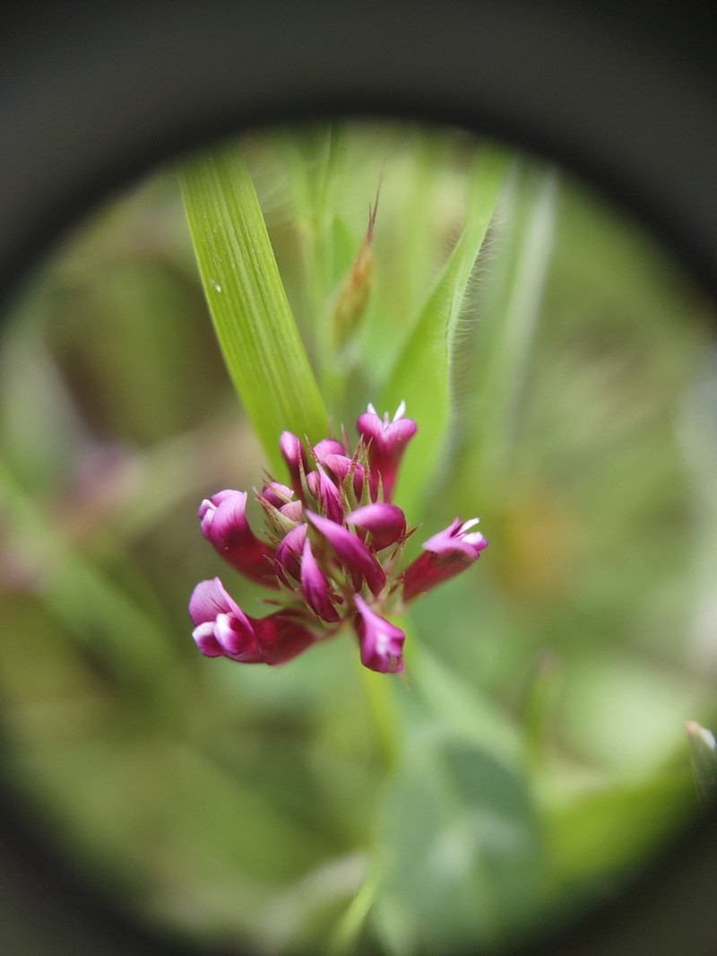 Pinpoint Clover photo 4