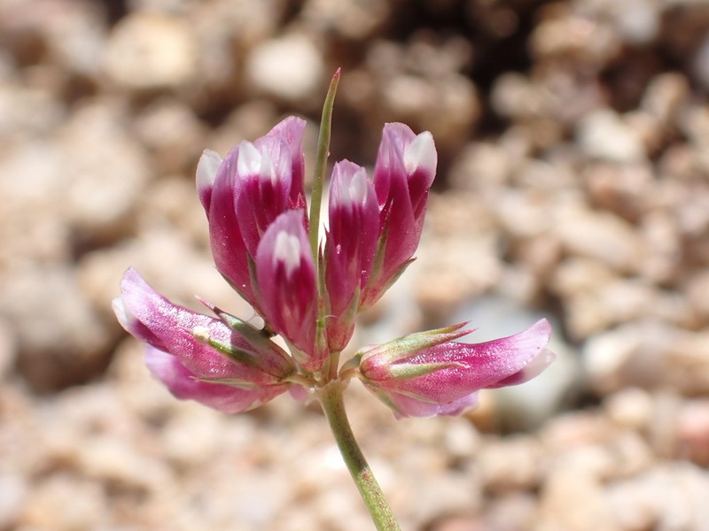 Pinpoint Clover photo 5