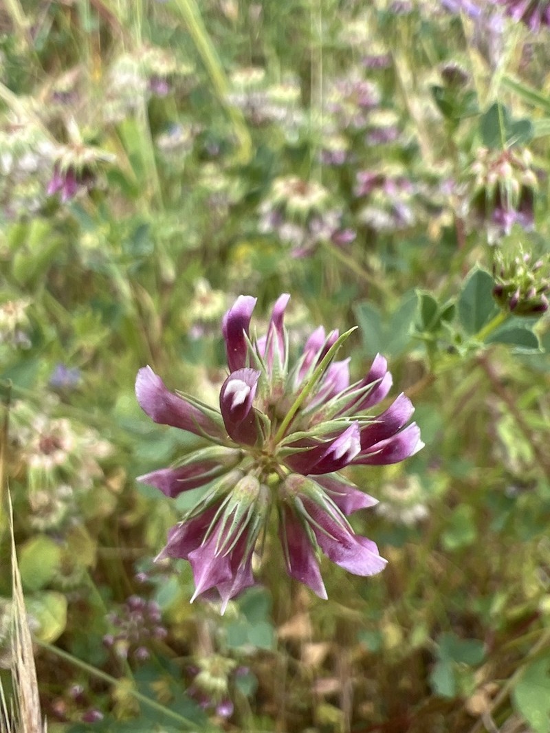 Pinpoint Clover photo 7