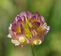 Large-Flower Hop Clover