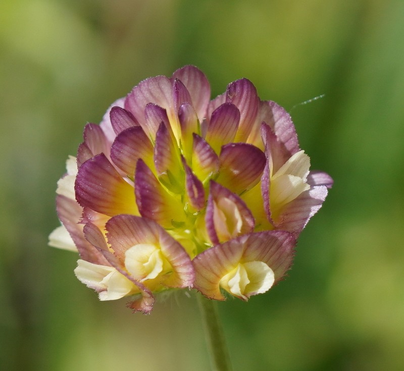 Large-Flower Hop Clover