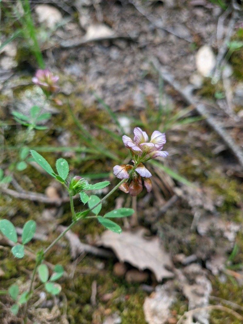 Large-Flower Hop Clover photo 2