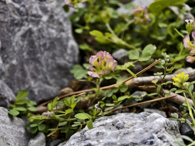 Large-Flower Hop Clover photo 3