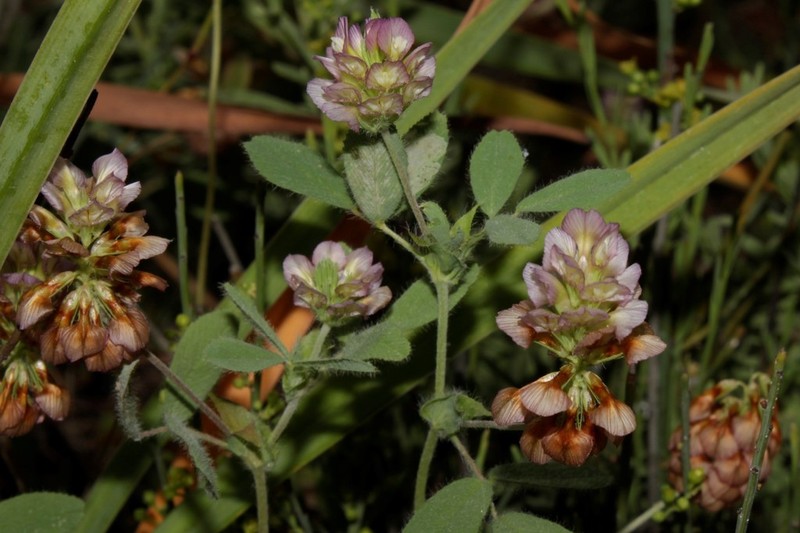 Large-Flower Hop Clover photo 5