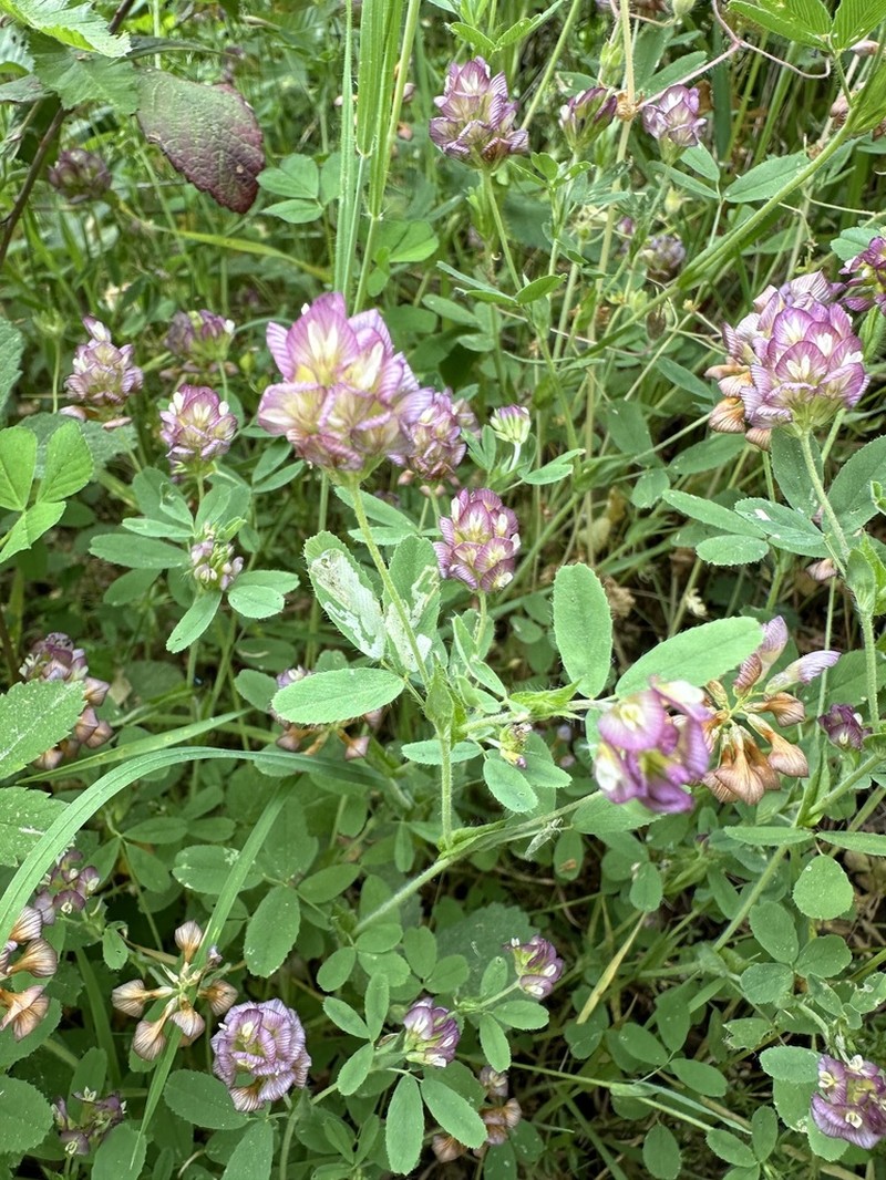 Large-Flower Hop Clover photo 6