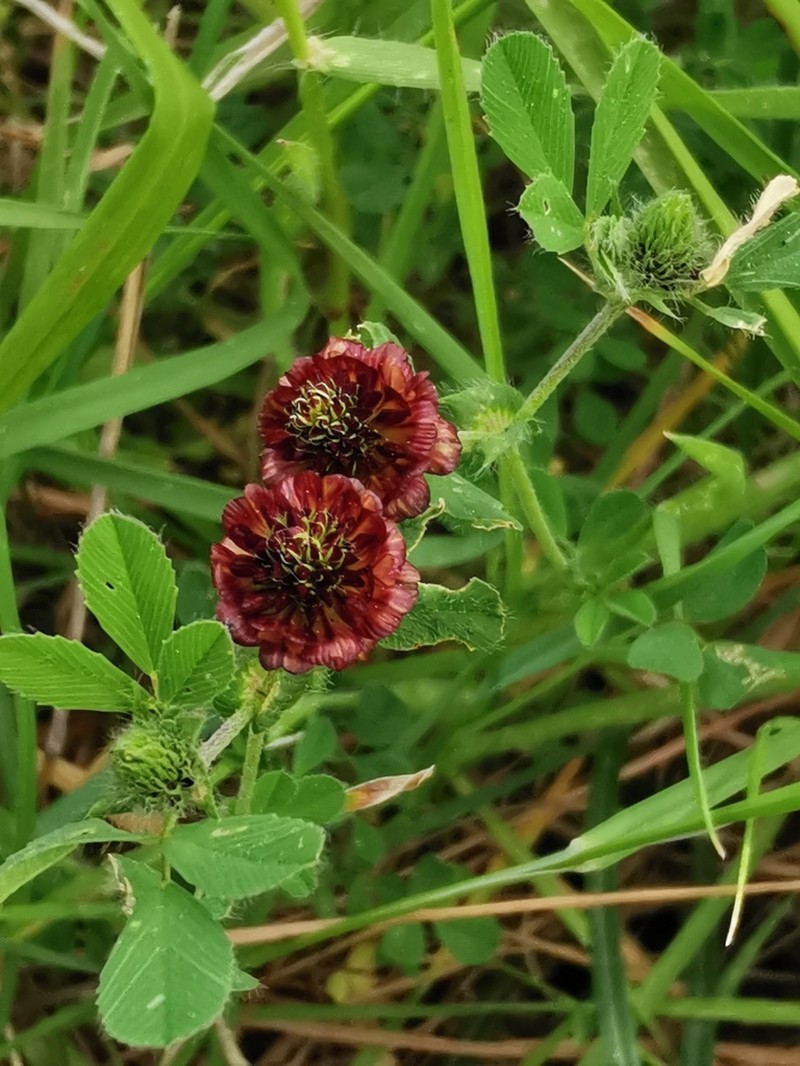 Large-Flower Hop Clover photo 7