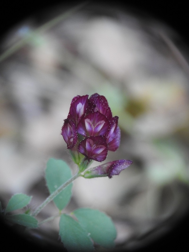 Large-Flower Hop Clover photo 8