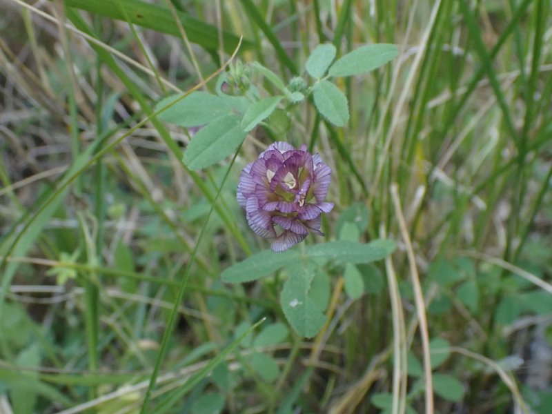 Large-Flower Hop Clover