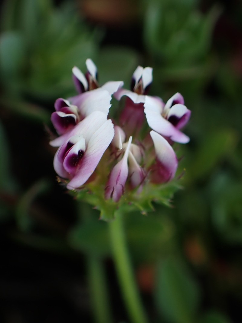 Trifolium grayi