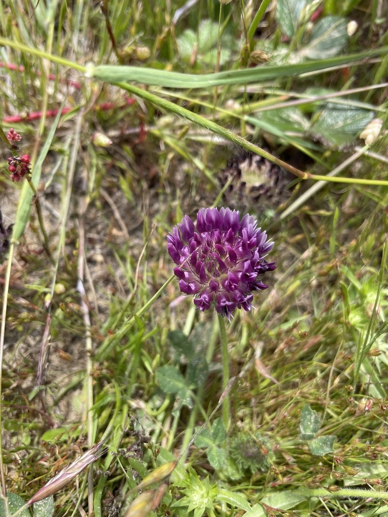 Trifolium grayi photo 2