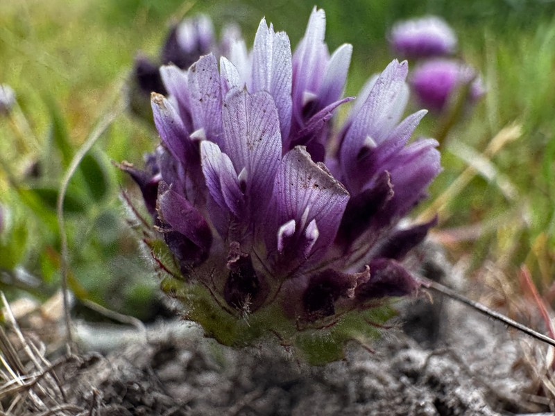 Trifolium grayi photo 3