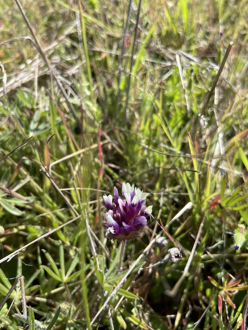 Trifolium grayi photo 4