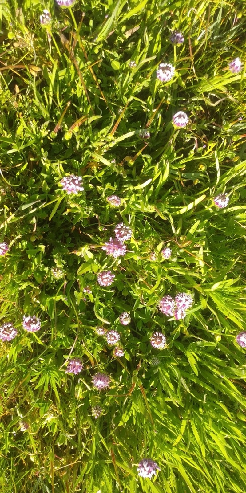 Trifolium grayi photo 5