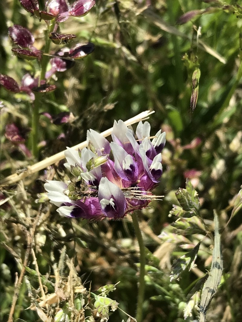 Trifolium grayi photo 6