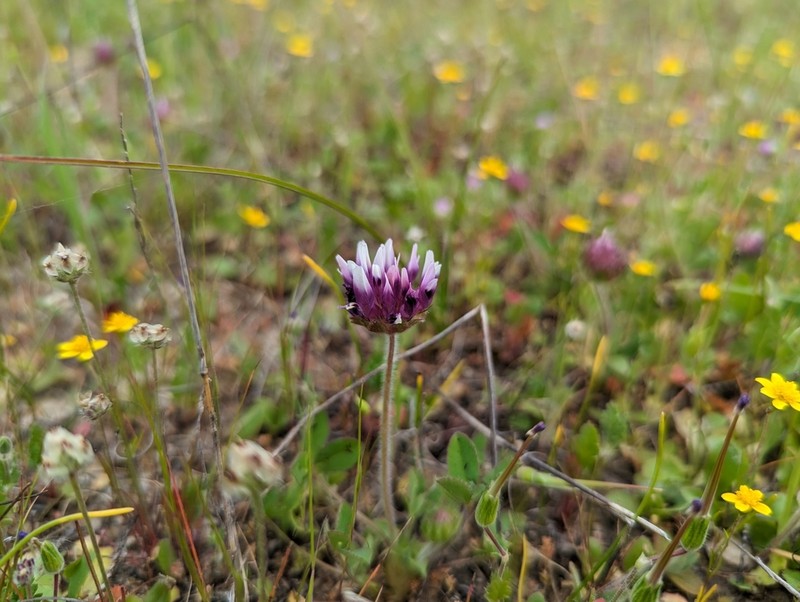 Trifolium grayi photo 7
