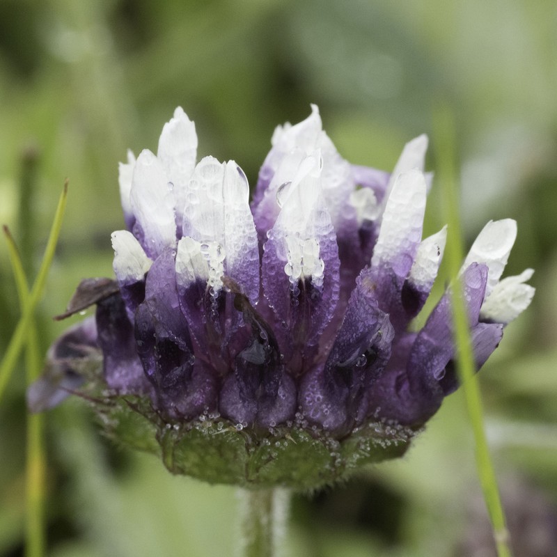 Trifolium grayi photo 8