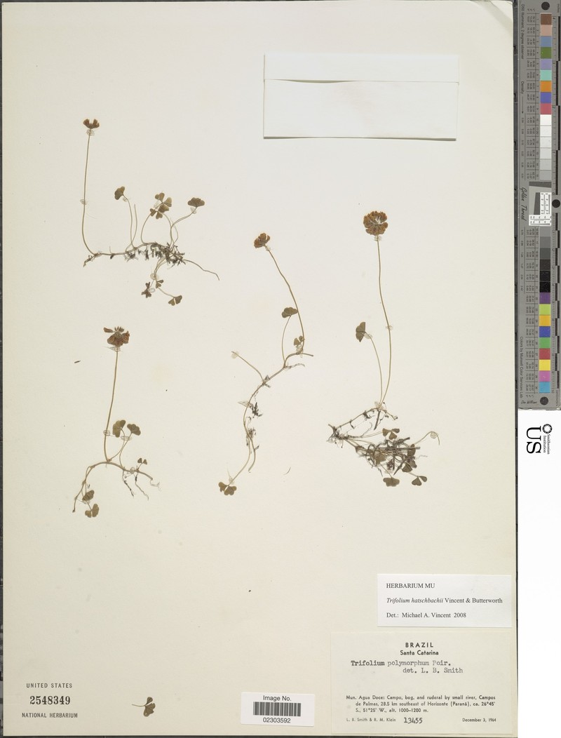 Trifolium hatschbachii