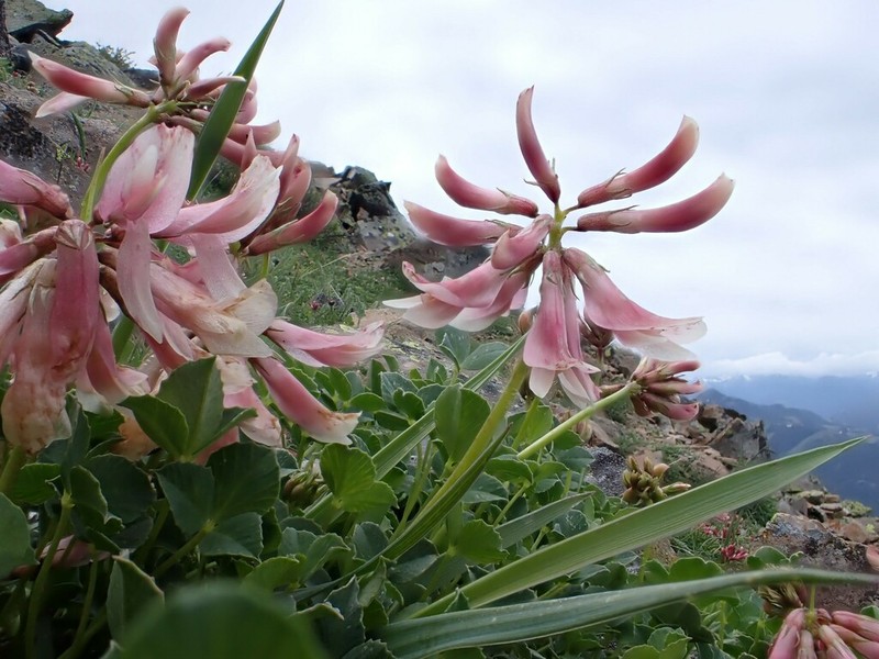 Hayden's Clover