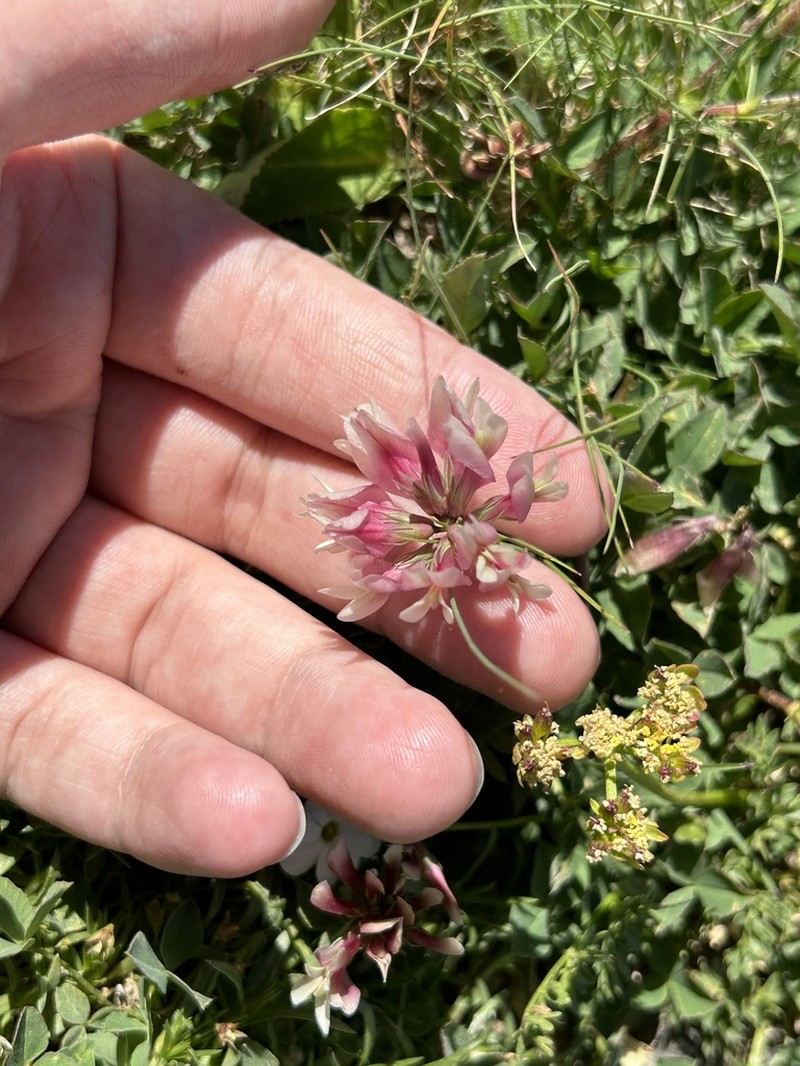 Hayden's Clover photo 2