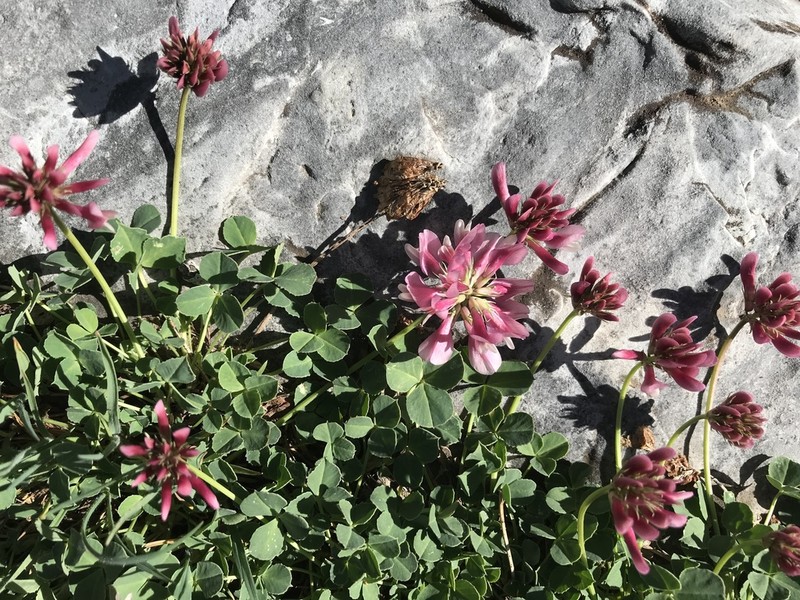 Hayden's Clover photo 3