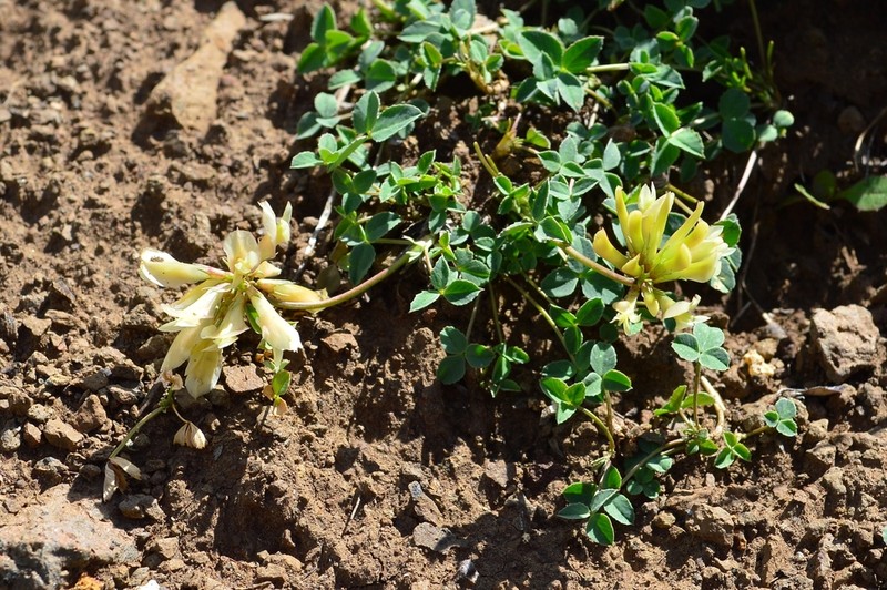 Hayden's Clover photo 4