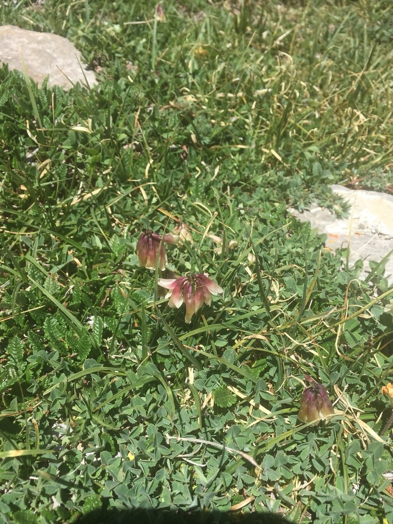 Hayden's Clover photo 5