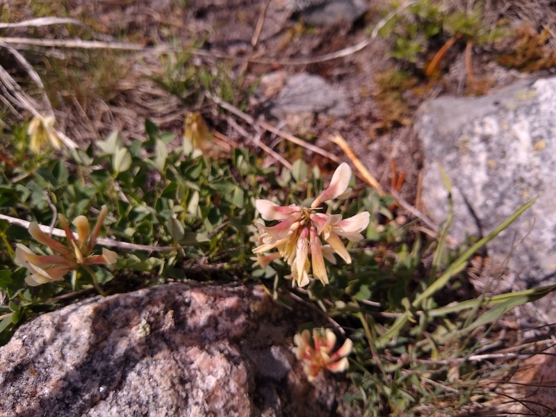 Hayden's Clover photo 6