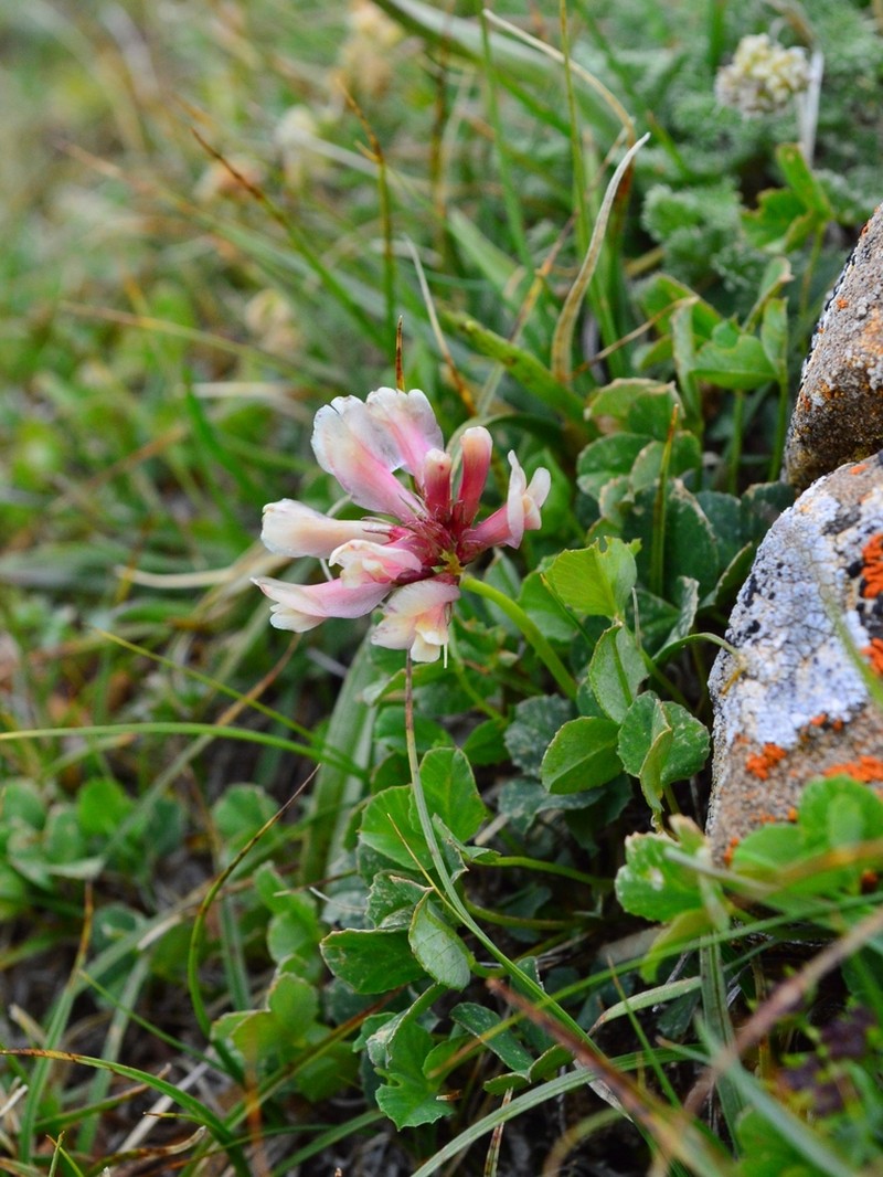 Hayden's Clover photo 7